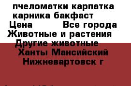 пчеломатки карпатка карника бакфаст F-1 › Цена ­ 800 - Все города Животные и растения » Другие животные   . Ханты-Мансийский,Нижневартовск г.